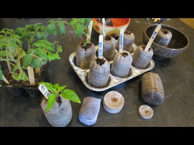 How to Use Peat Pellets for Tomato Transplants: And Peppers Too!